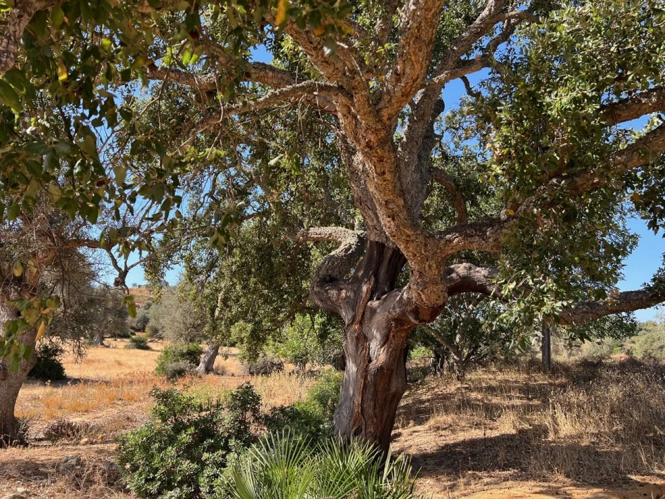 Terreno para Venda em Guia Foto 11