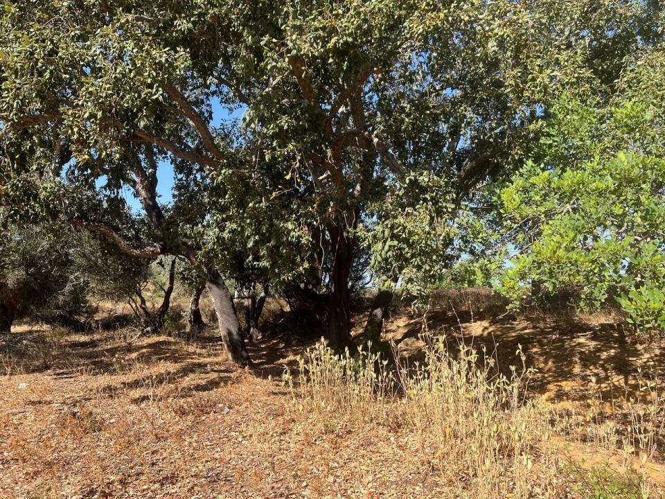 Terreno para Venda em Guia Foto 21