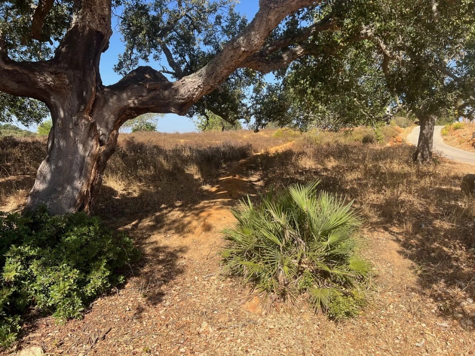 Terreno para Venda em Guia Foto 22