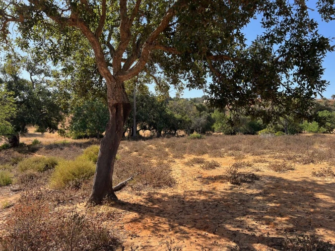 Terreno para Venda em Guia Foto 2