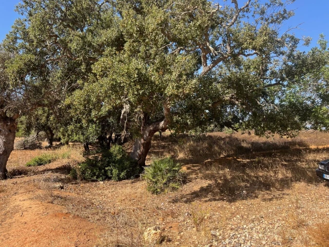 Terreno para Venda em Guia Foto 19