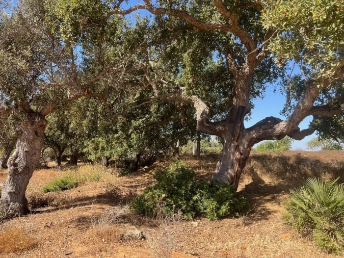 Terreno para Venda em Guia Foto 20