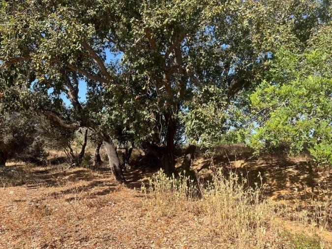Terreno para Venda em Guia Foto 21
