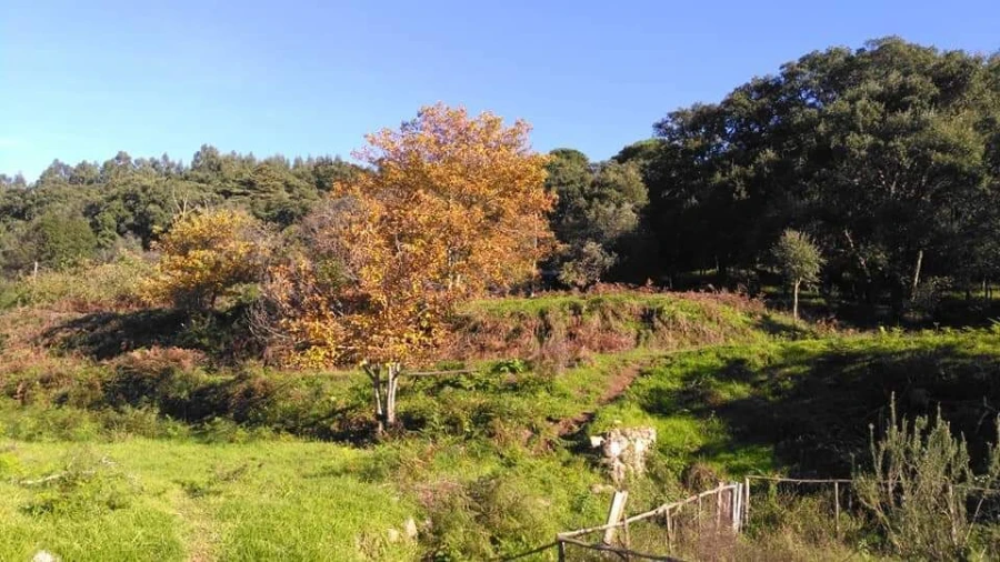 Moradia T1 para Venda em Monchique Foto 18