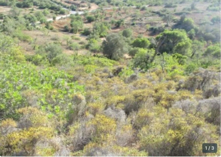 Terreno para Venda em Boliqueime Foto 1