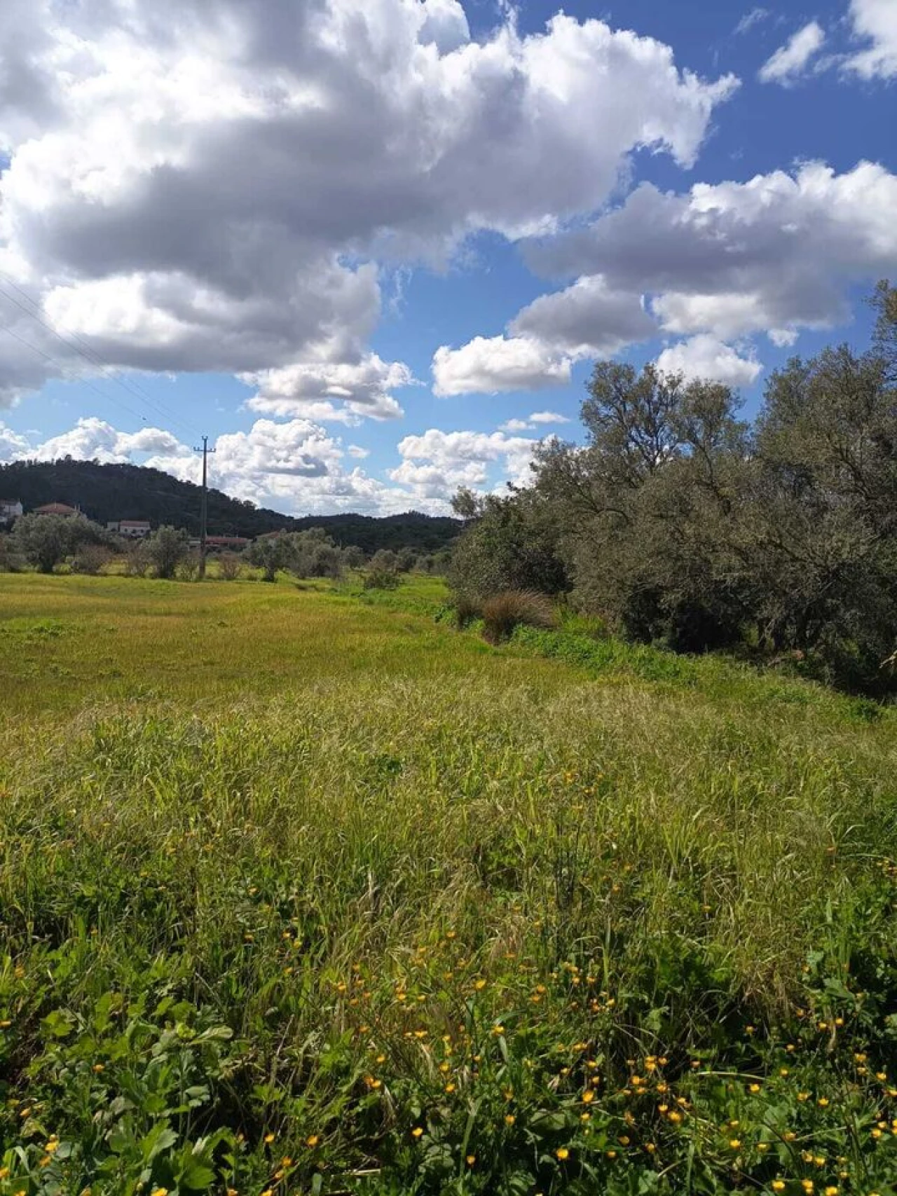 Terreno para Venda em Alte Foto 3