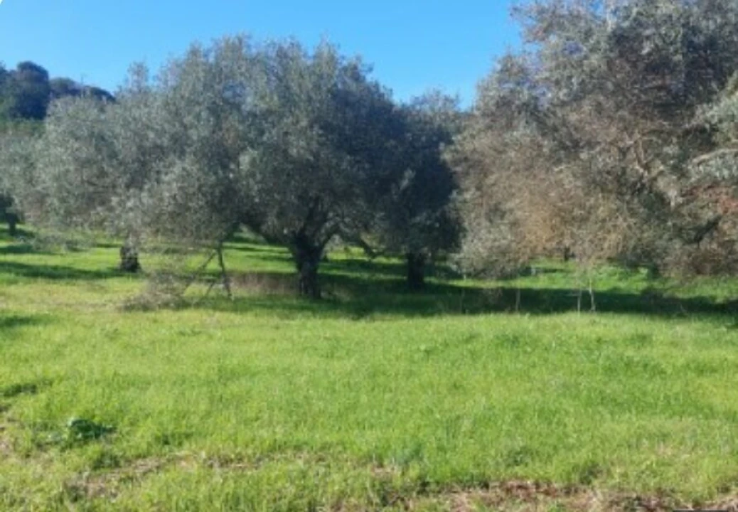 Terreno para Venda em Alte Foto 7