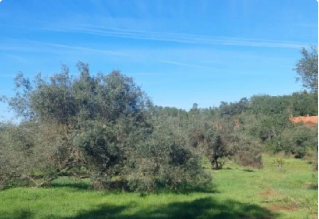 Terreno para Venda em Alte Foto 9