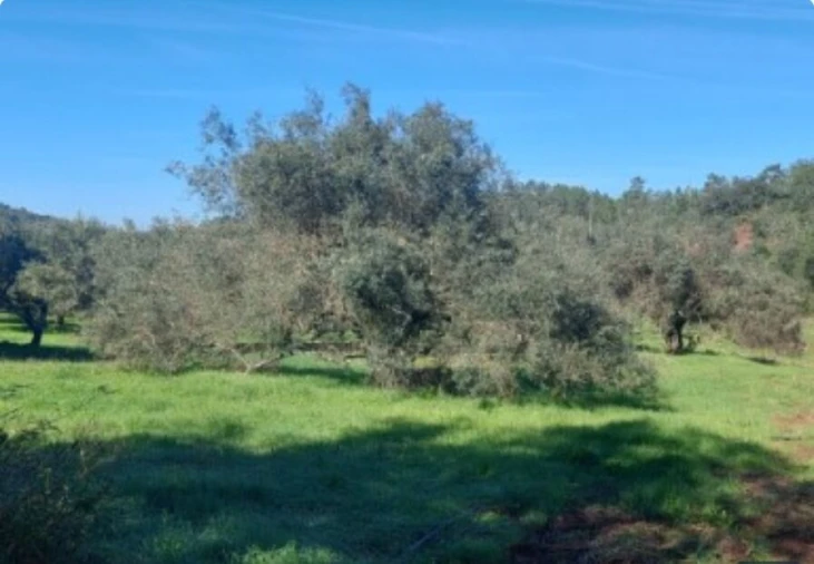 Terreno para Venda em Alte Foto 6