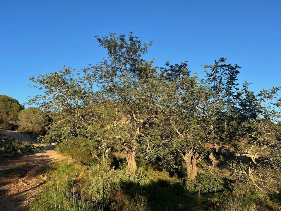 Terreno para Venda em Paderne Foto 18