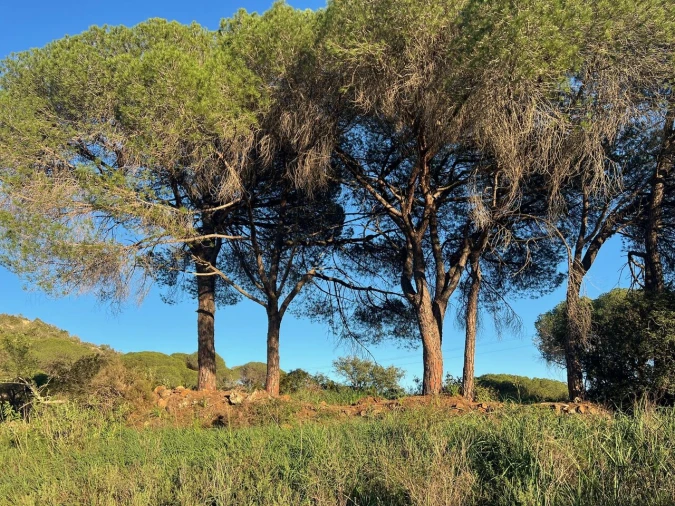 Terreno para Venda em Paderne Foto 11