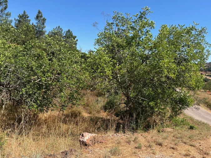 Terreno para Venda em São Bartolomeu de Messines Foto 10