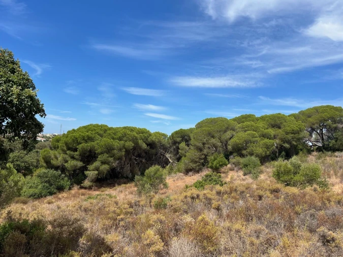Terreno para Venda em Ferreiras Foto 1
