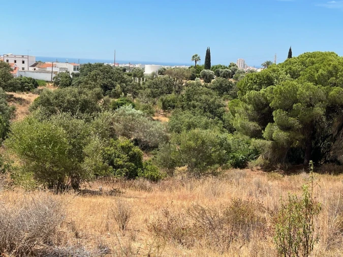 Terreno para Venda em Ferreiras Foto 4