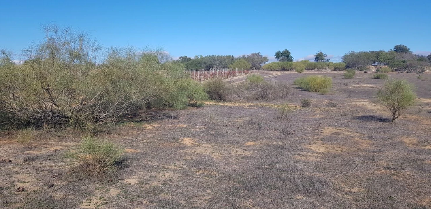 Terreno para Venda em Alcantarilha e Pêra Foto 3