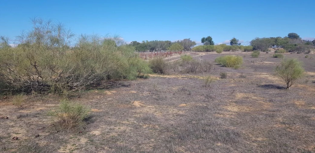 Terreno para Venda em Alcantarilha e Pêra Foto 3