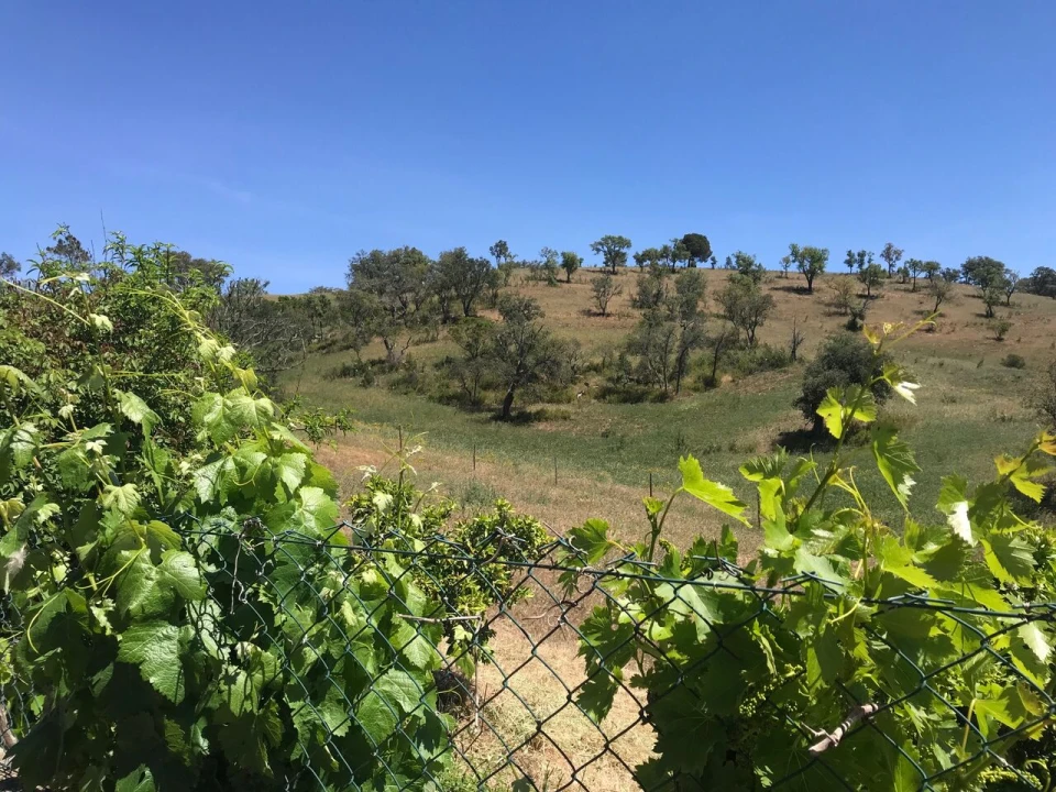 Moradia T2 para Venda em São Martinho das Amoreiras Foto 6