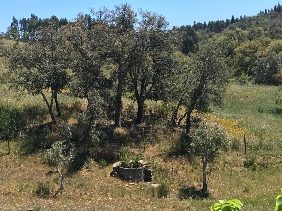 Moradia T2 para Venda em São Martinho das Amoreiras Foto 45