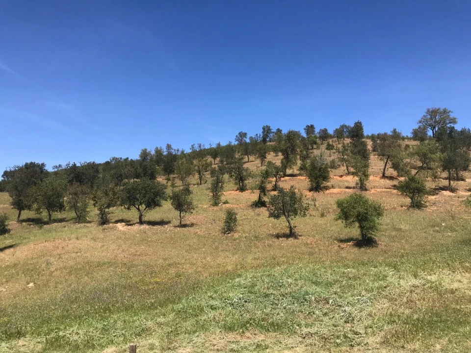 Moradia T2 para Venda em São Martinho das Amoreiras Foto 48