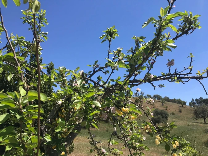 Moradia T2 para Venda em São Martinho das Amoreiras Foto 14