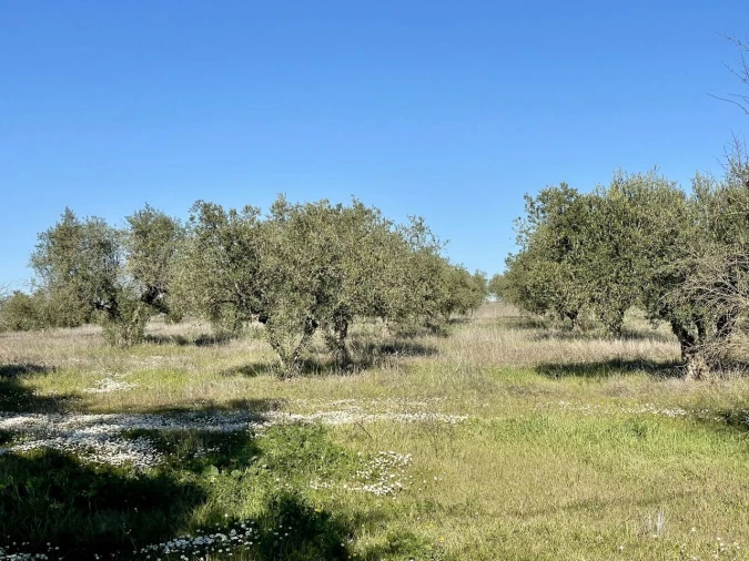 Quinta T5 para Venda em Povoa de São Miguel Foto 5