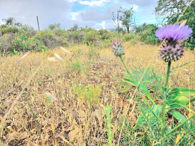 Moradia T2 para Venda em Silves Foto 6