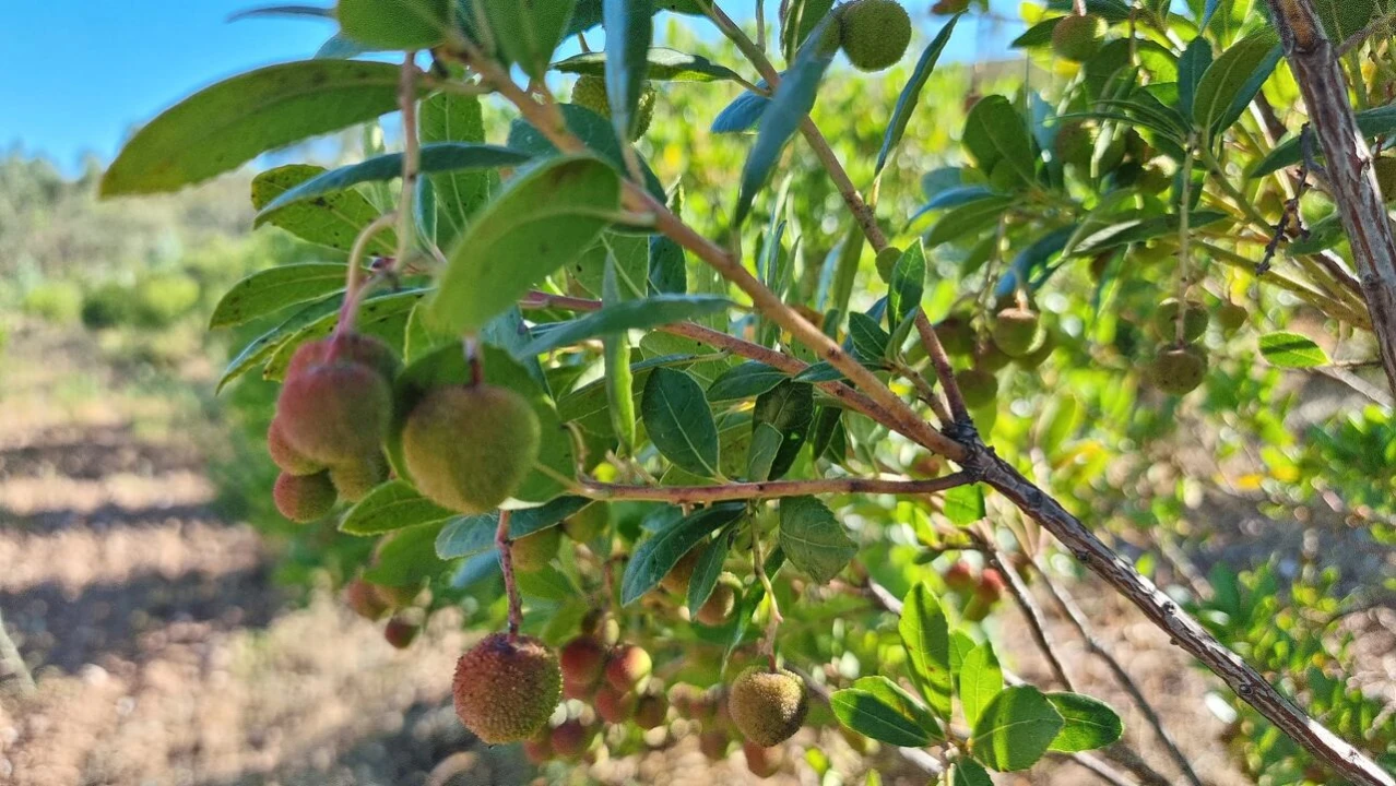 Quinta T2 para Venda em Silves Foto 15