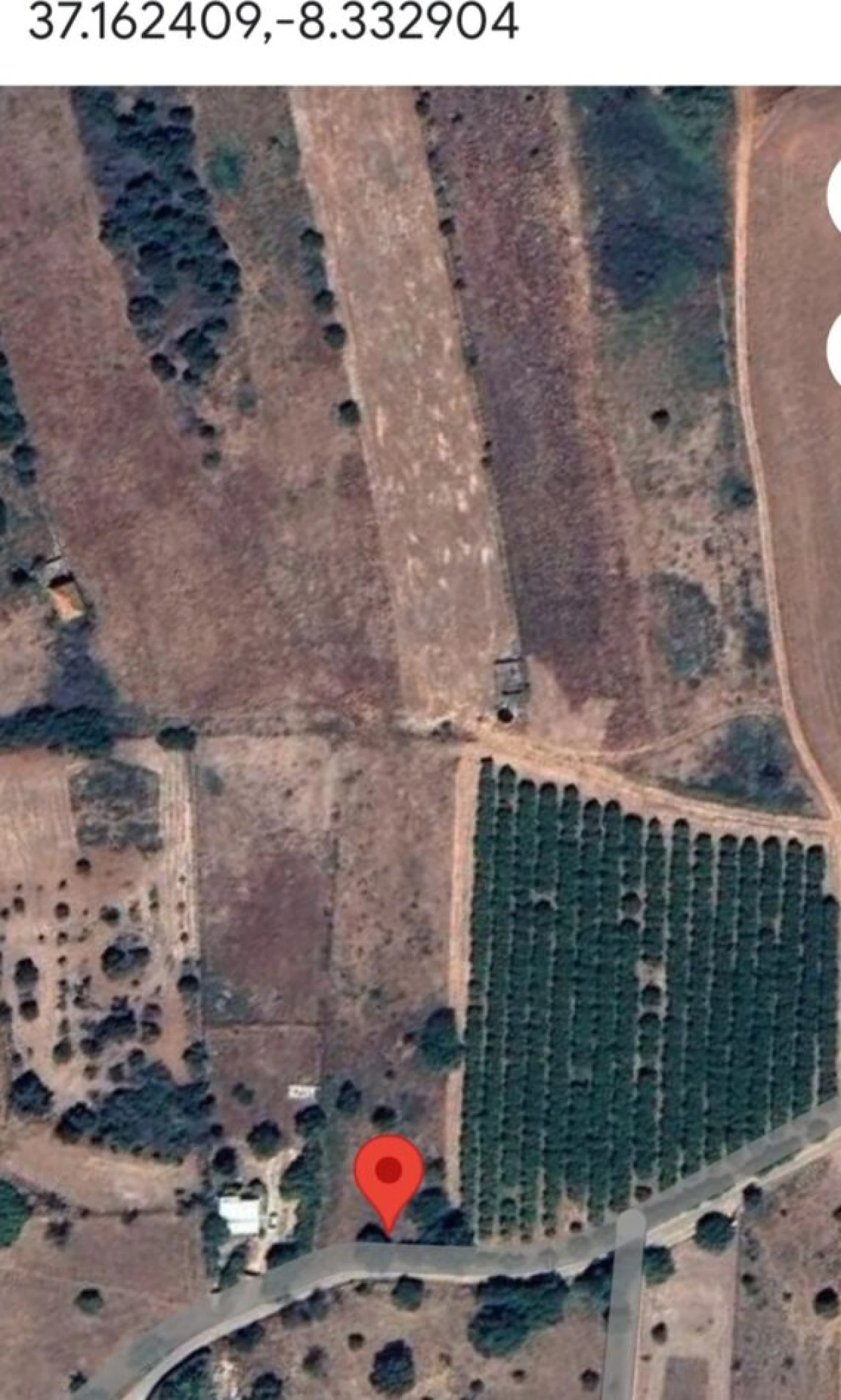 Terreno para Venda em Alcantarilha e Pêra Foto 4