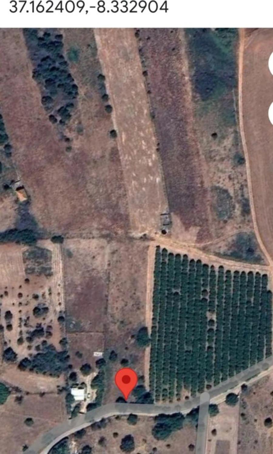 Terreno para Venda em Alcantarilha e Pêra Foto 4