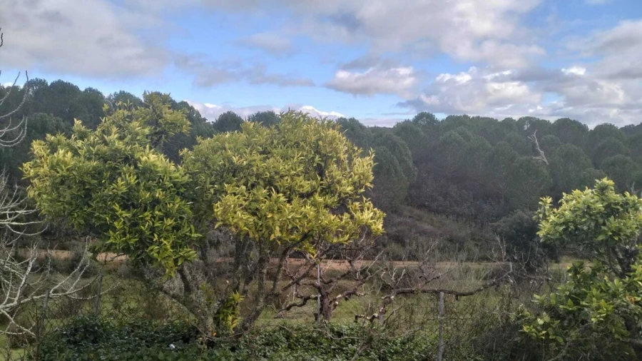 Quinta T3 para Venda em São Marcos da Serra Foto 13
