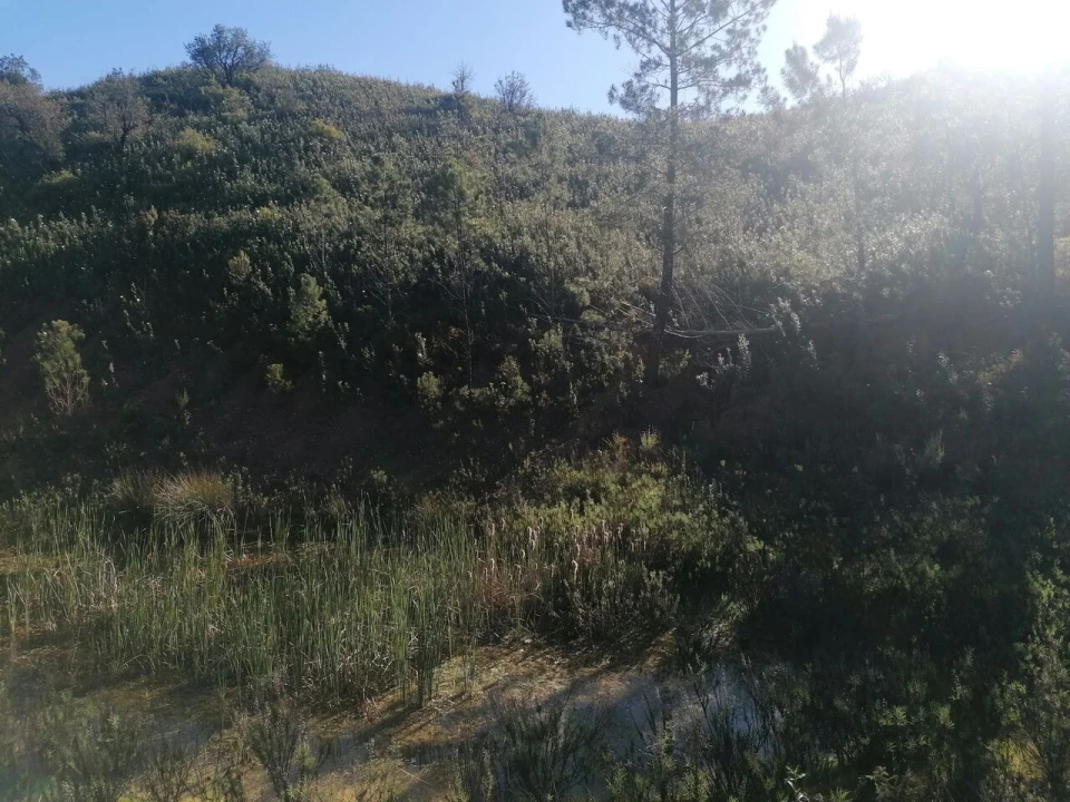 Terreno para Venda em Mexilhoeira Grande Foto 3