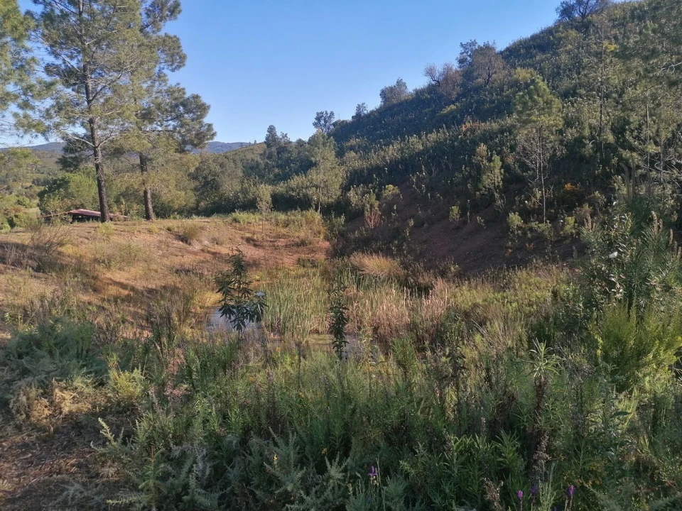 Terreno para Venda em Mexilhoeira Grande Foto 4