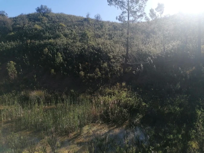 Terreno para Venda em Mexilhoeira Grande Foto 3