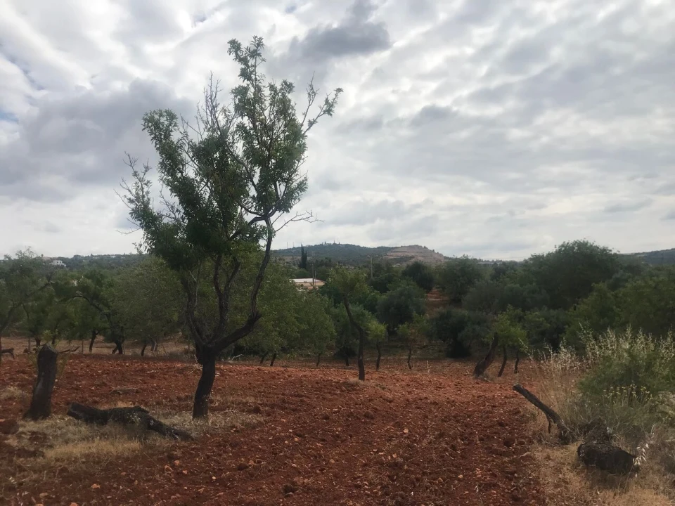 Terreno para Venda em Boliqueime Foto 13