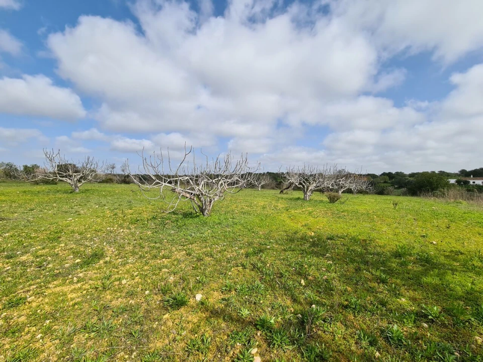 Terreno para Venda em Ferreiras Foto 6