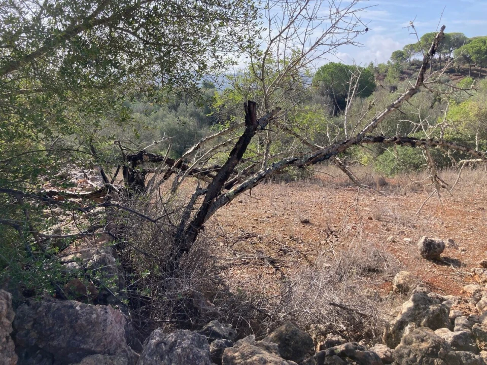 Terreno para Venda em Paderne Foto 6