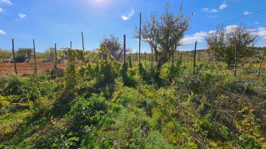Terreno para Venda em Guia Foto 5