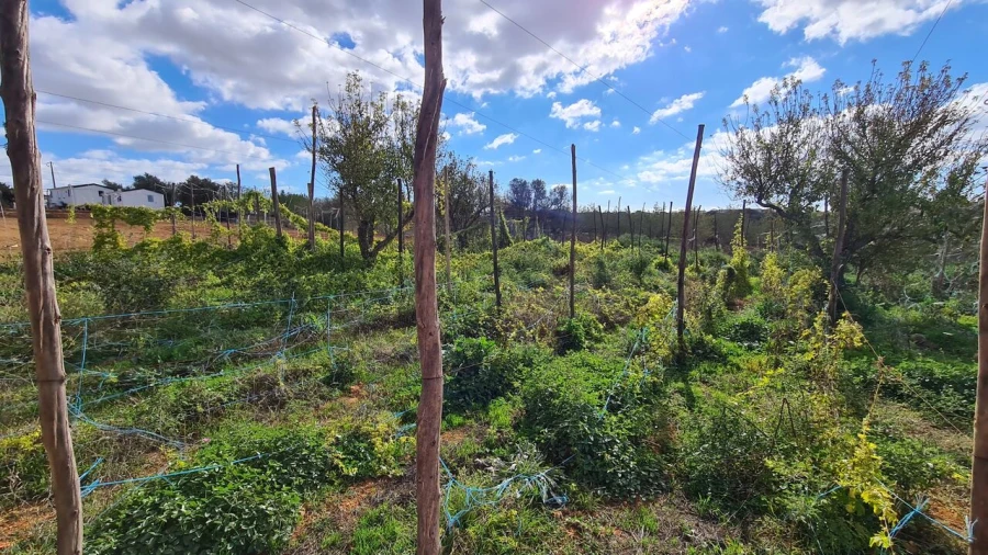 Terreno para Venda em Guia Foto 9
