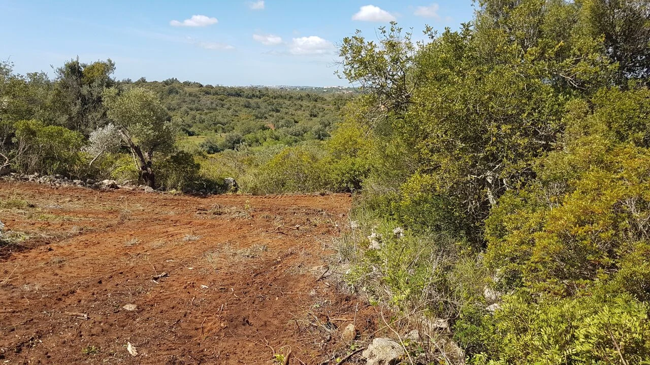 Terreno para Venda em Ferreiras Foto 8