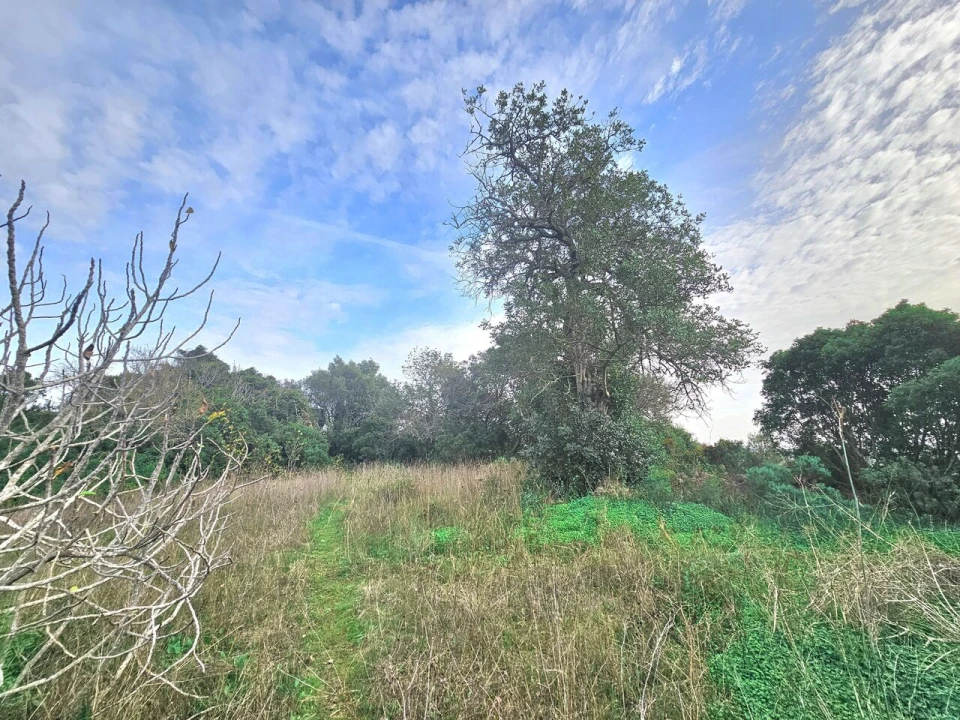 Terreno para Venda em São Bartolomeu de Messines Foto 6