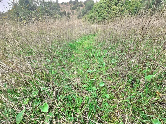 Terreno para Venda em São Bartolomeu de Messines Foto 7