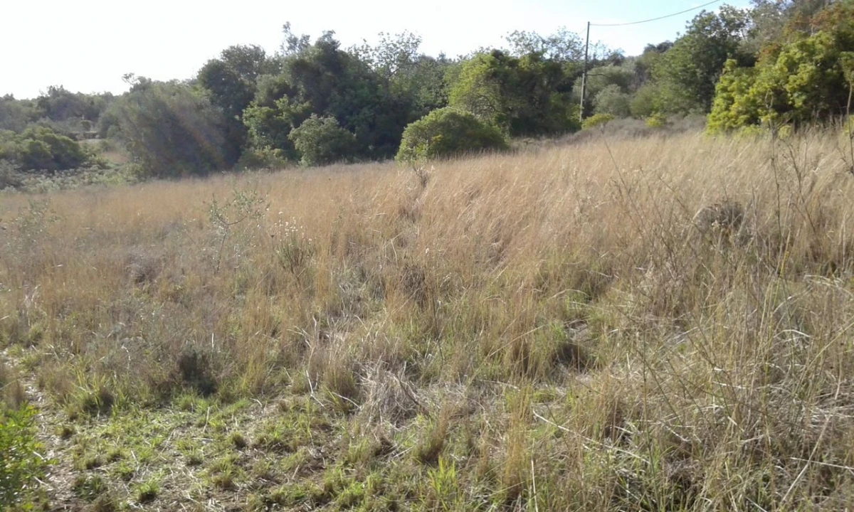 Terreno para Venda em São Bartolomeu de Messines Foto 5