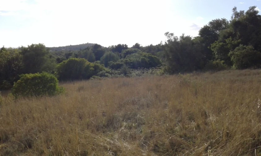 Terreno para Venda em São Bartolomeu de Messines Foto 4