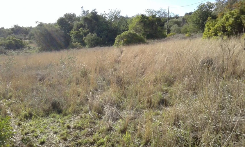 Terreno para Venda em São Bartolomeu de Messines Foto 5