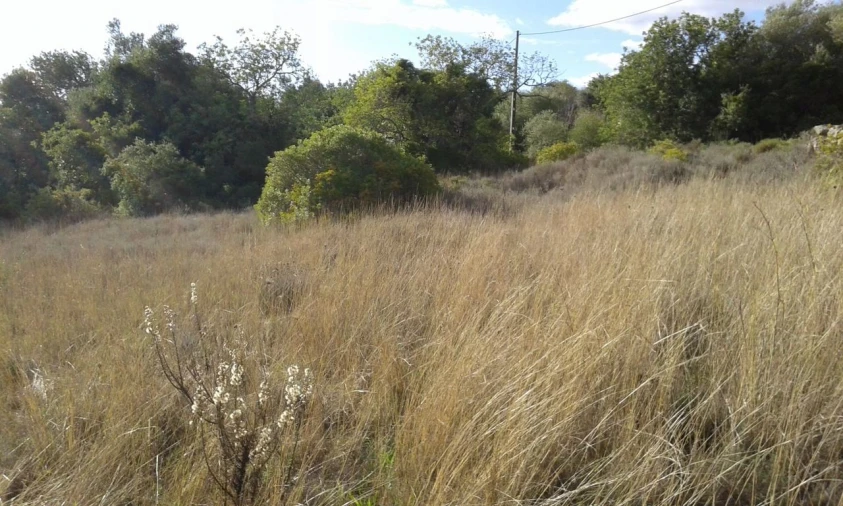 Terreno para Venda em São Bartolomeu de Messines Foto 7