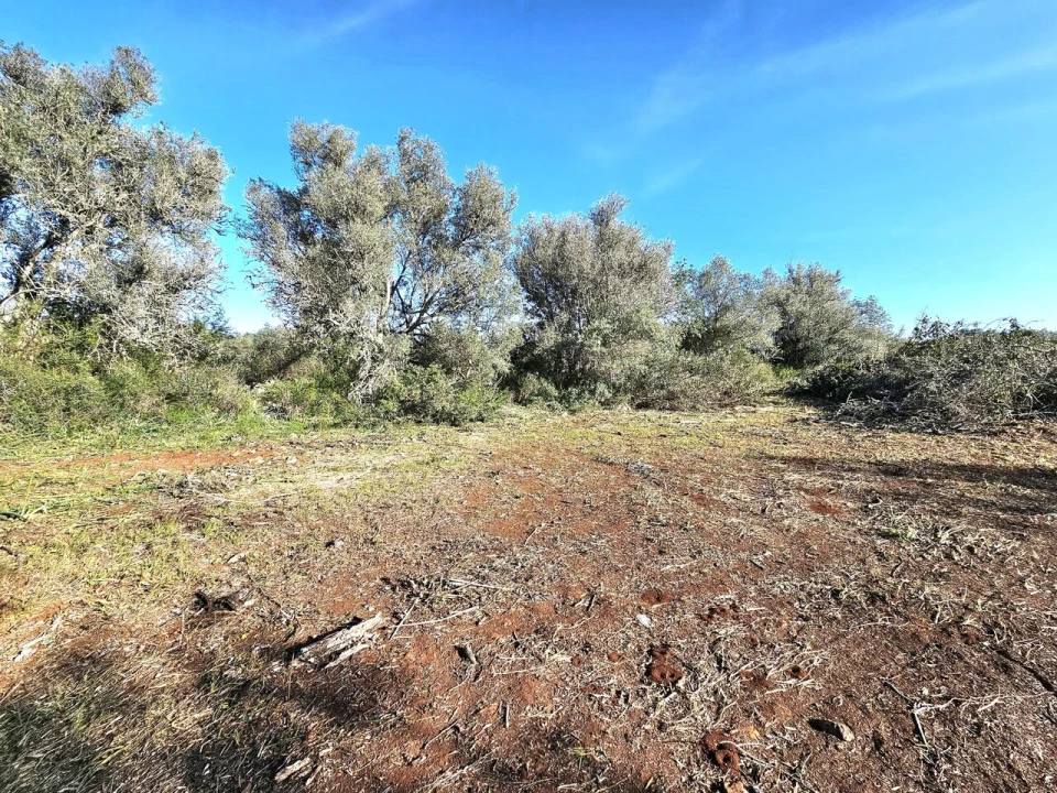 Terreno para Venda em Alcantarilha e Pêra Foto 7