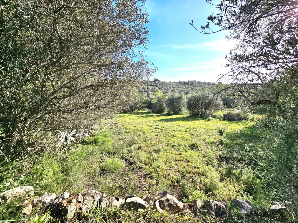 Terreno para Venda em Alcantarilha e Pêra Foto 3