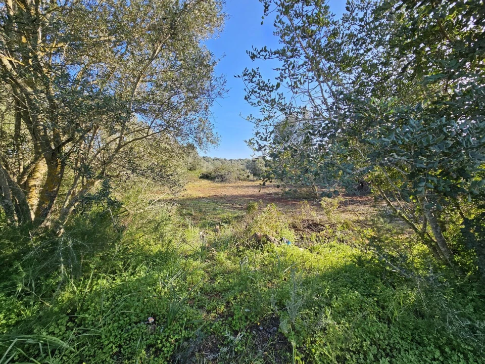 Terreno para Venda em Alcantarilha e Pêra Foto 10
