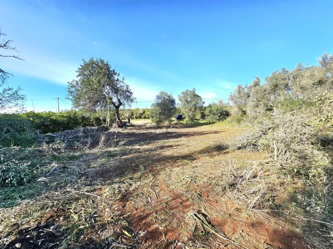 Terreno para Venda em Alcantarilha e Pêra Foto 4