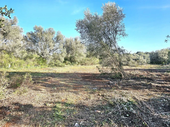 Terreno para Venda em Alcantarilha e Pêra Foto 5